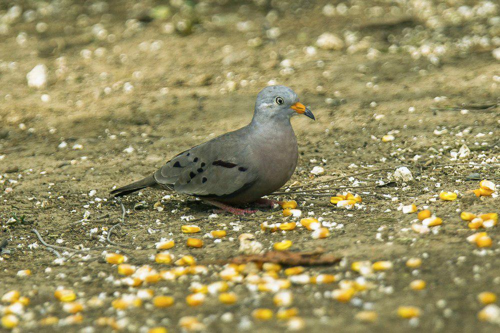 斑嘴地鸠 / Croaking Ground Dove / Columbina cruziana