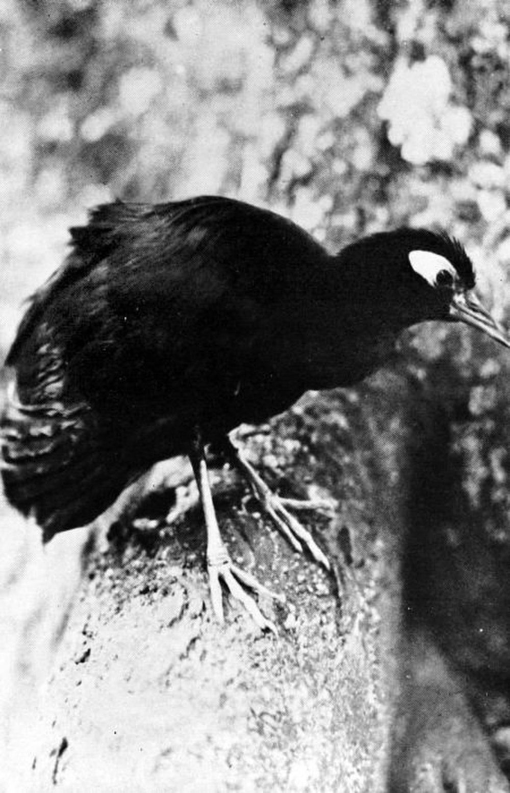 裸脸秧鸡 / Blue-faced Rail / Gymnocrex rosenbergii