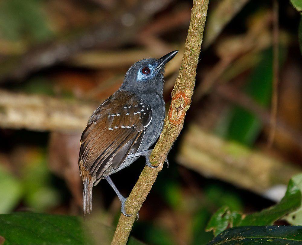 栗背蚁鸟 / Chestnut-backed Antbird / Poliocrania exsul