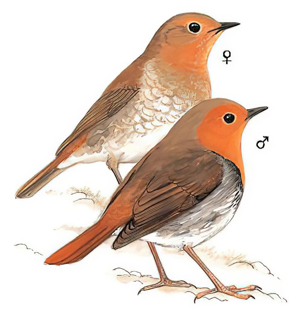 日本歌鸲 / Japanese Robin / Larvivora akahige