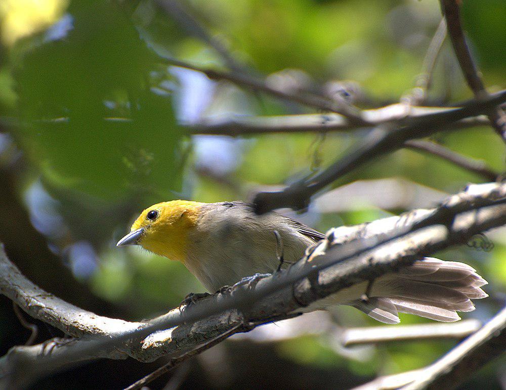 橙头灰背雀 / Orange-headed Tanager / Thlypopsis sordida