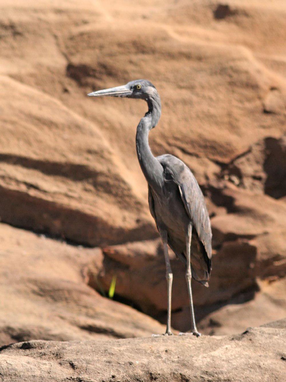 马岛鹭 / Humblot\'s Heron / Ardea humbloti