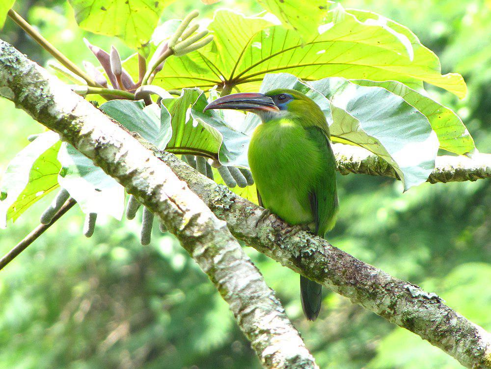 沟嘴巨嘴鸟 / Groove-billed Toucanet / Aulacorhynchus sulcatus