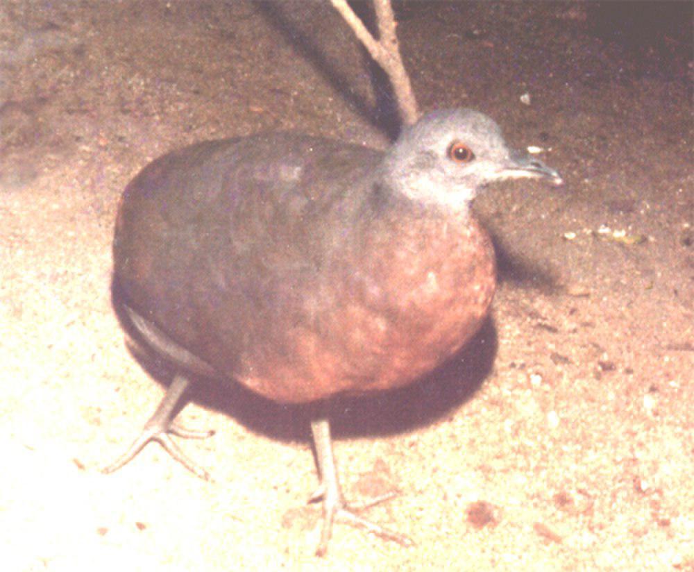 褐穴䳍 / Brown Tinamou / Crypturellus obsoletus