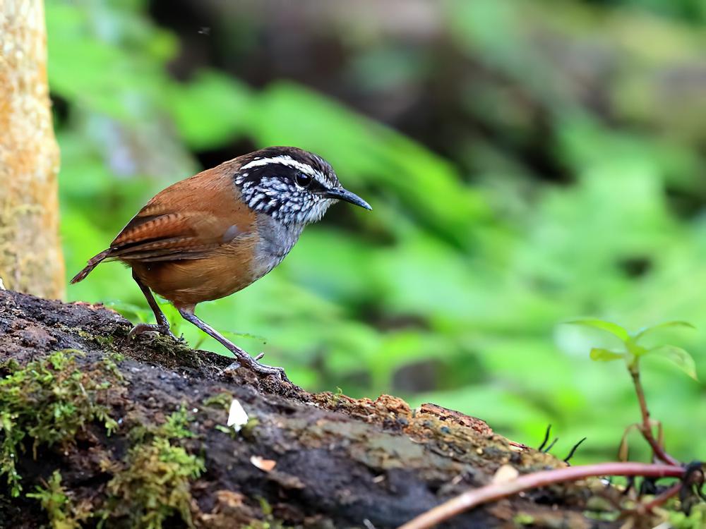 灰胸林鹩 / Grey-breasted Wood Wren / Henicorhina leucophrys