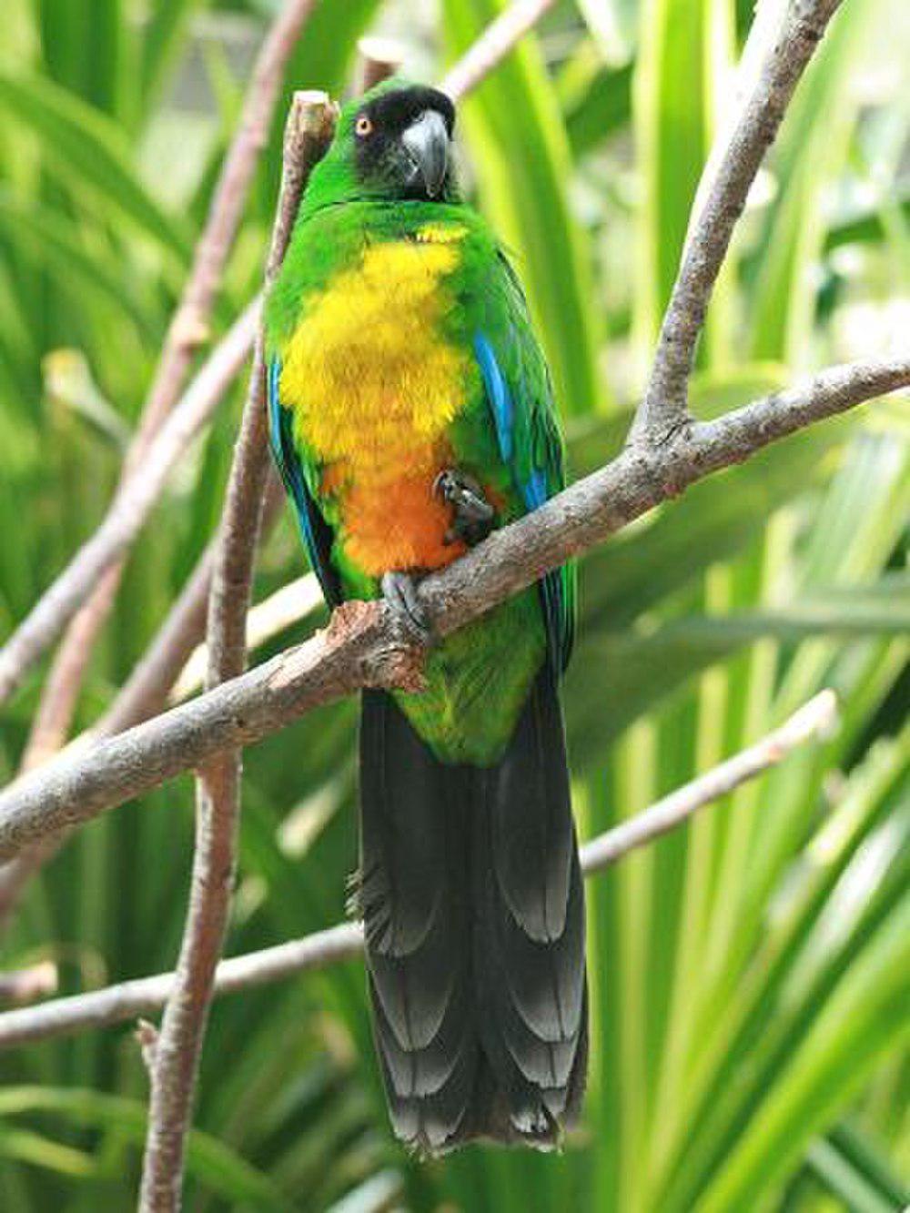 黄胸辉鹦鹉 / Masked Shining Parrot / Prosopeia personata