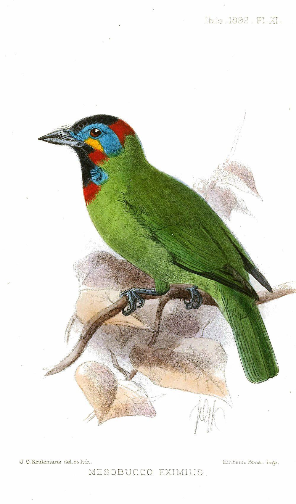 加里曼丹拟䴕 / Bornean Barbet / Psilopogon eximius