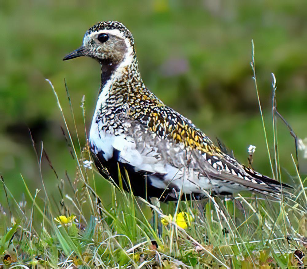 欧金鸻 / European Golden Plover / Pluvialis apricaria