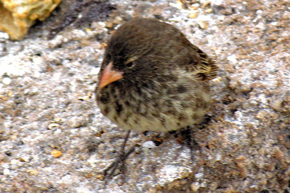 尖嘴地雀 / Sharp-beaked Ground Finch / Geospiza difficilis