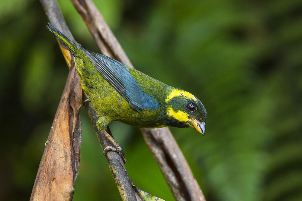 金环唐纳雀 / Gold-ringed Tanager / Bangsia aureocincta