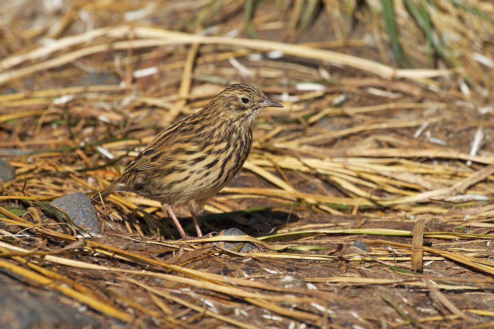 南极鹨 / South Georgia Pipit / Anthus antarcticus