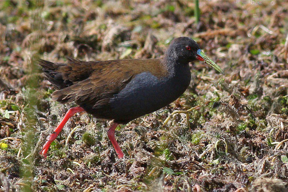 铅色秧鸡 / Plumbeous Rail / Pardirallus sanguinolentus