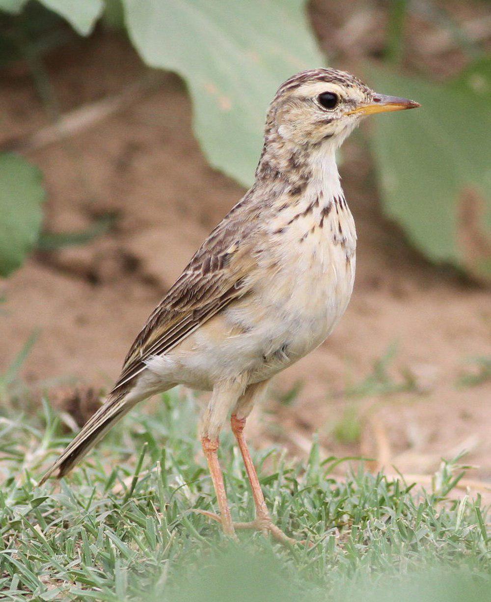 非洲鹨 / African Pipit / Anthus cinnamomeus