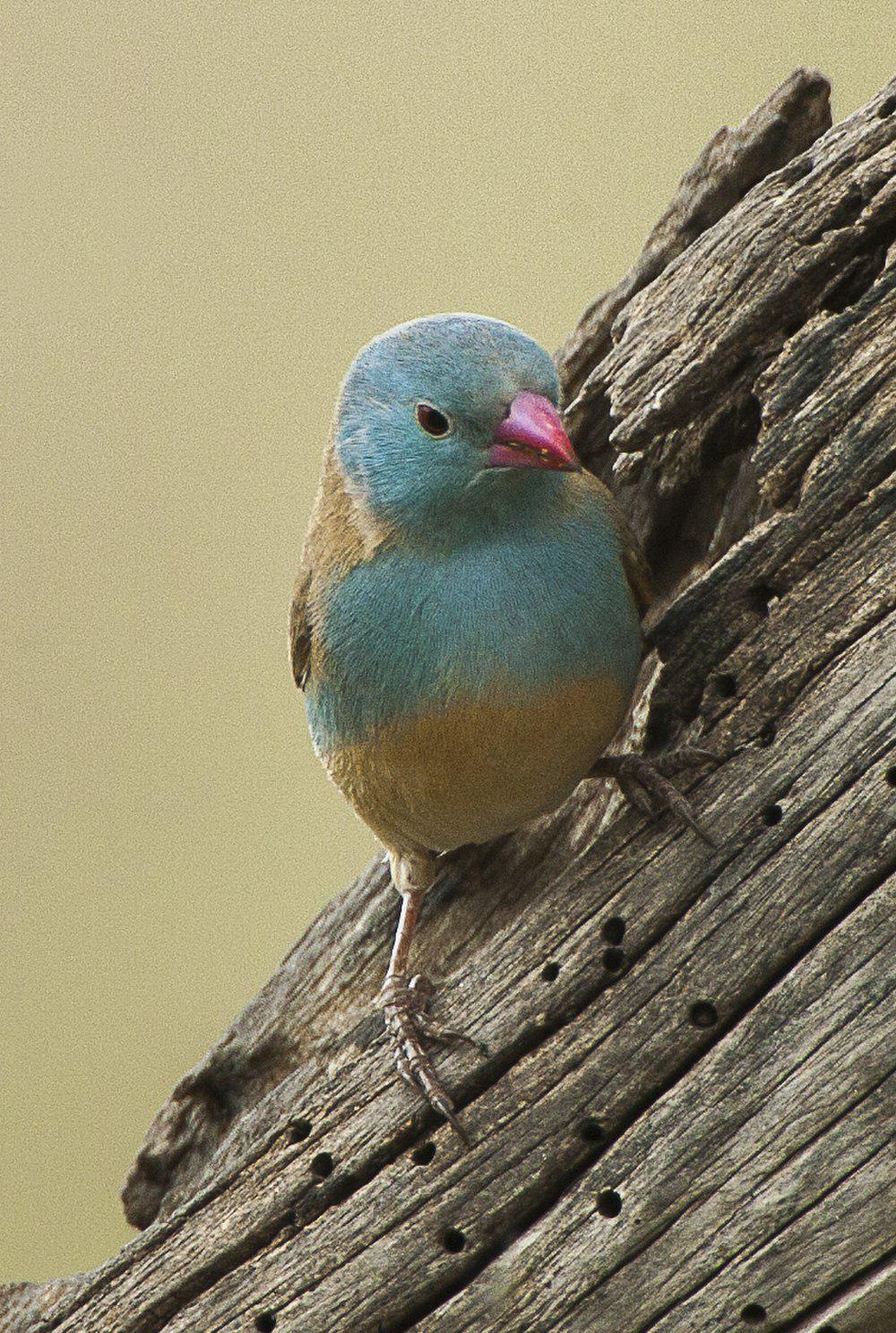 蓝顶蓝饰雀 / Blue-capped Cordon-bleu / Uraeginthus cyanocephalus