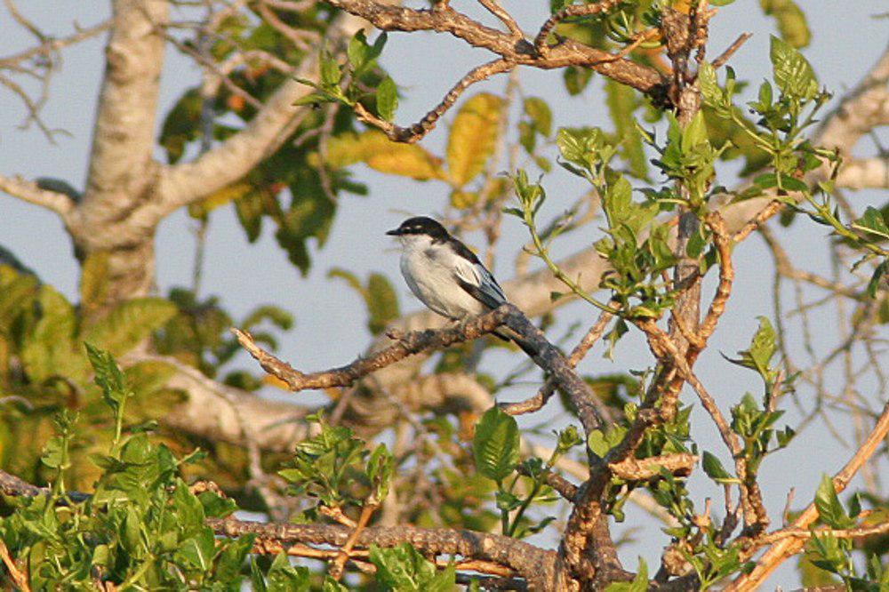 白肩鸣鹃鵙 / White-shouldered Triller / Lalage sueurii