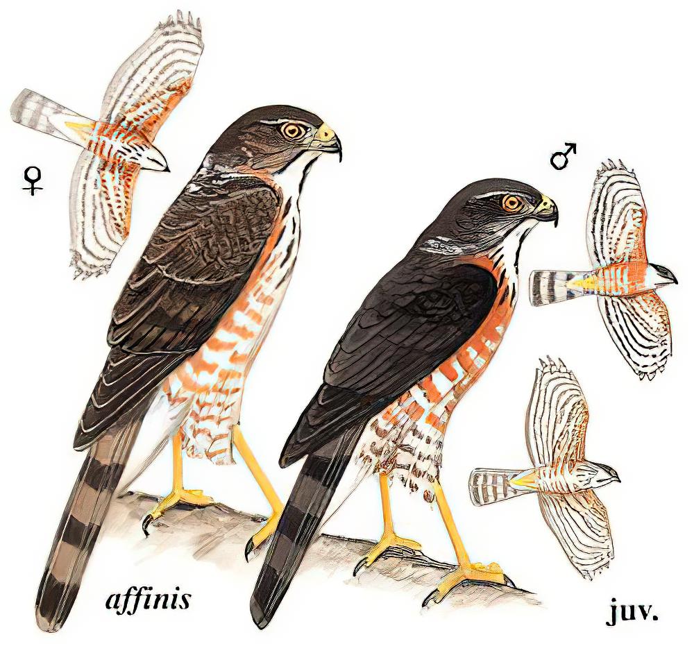 松雀鹰 / Besra / Accipiter virgatus