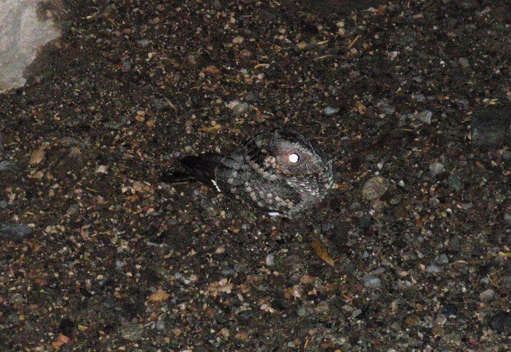 斑翅夜鹰 / Band-winged Nightjar / Systellura longirostris