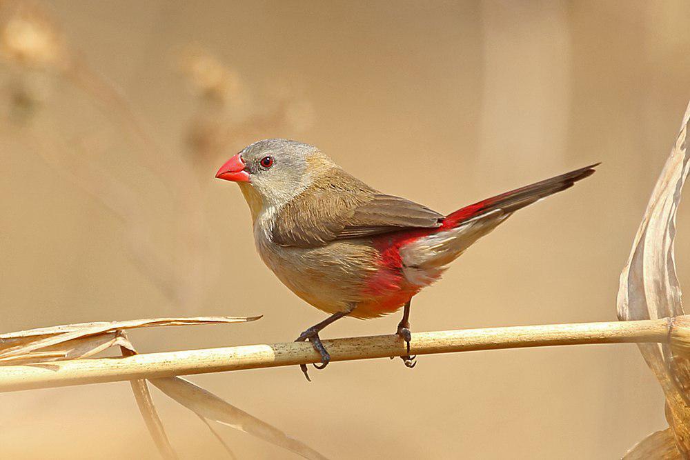 阿比西尼亚梅花雀 / Abyssinian Waxbill / Estrilda ochrogaster