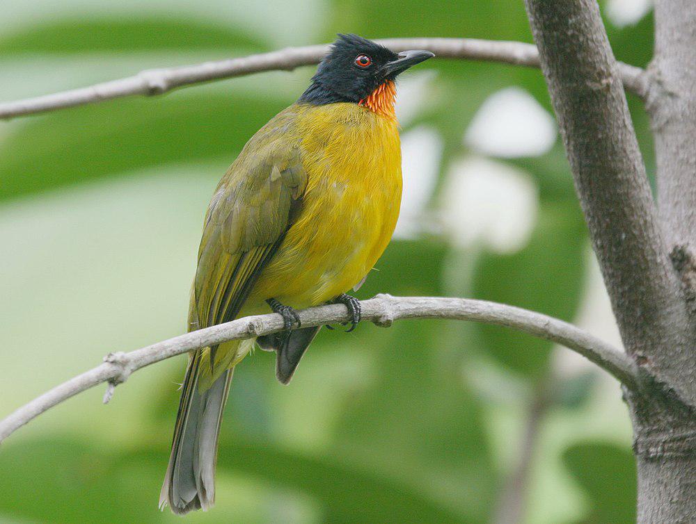 红宝石喉鹎 / Ruby-throated Bulbul / Rubigula dispar