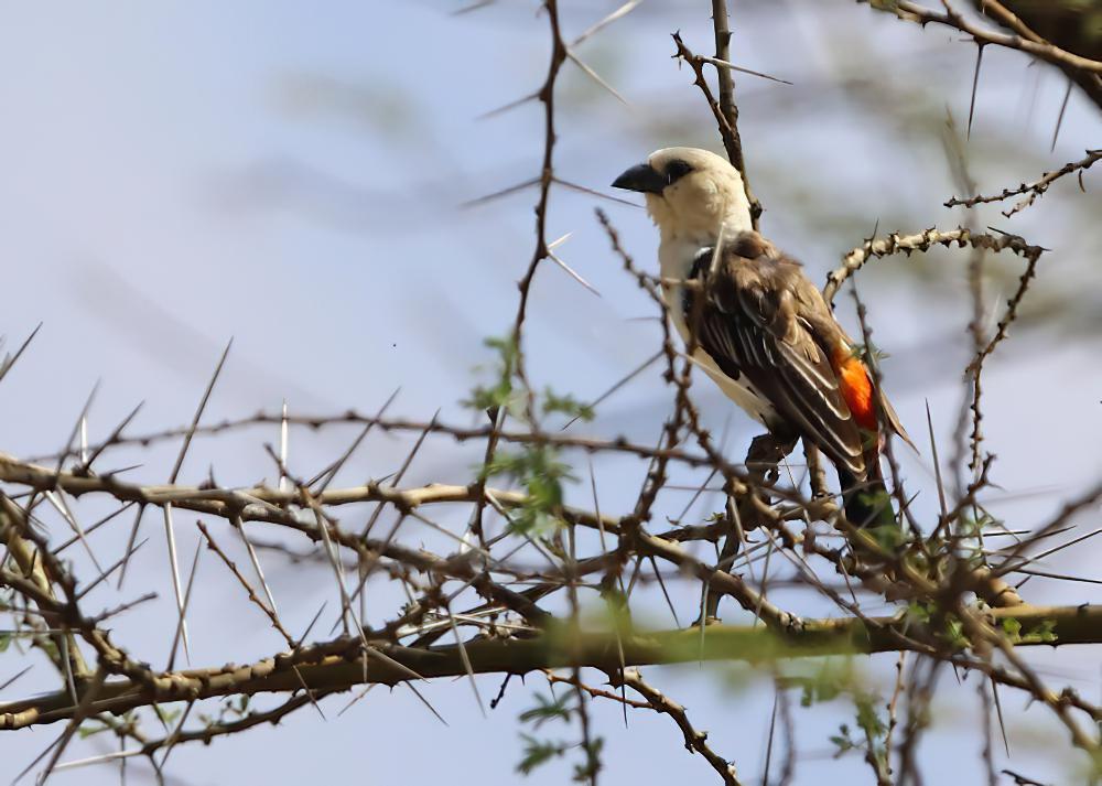 白头牛文鸟 / White-headed Buffalo Weaver / Dinemellia dinemelli