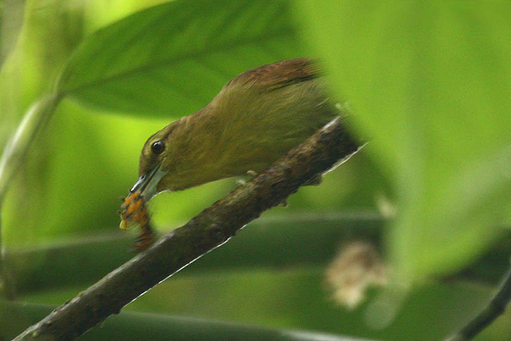 褐蚁鵙 / Russet Antshrike / Thamnistes anabatinus