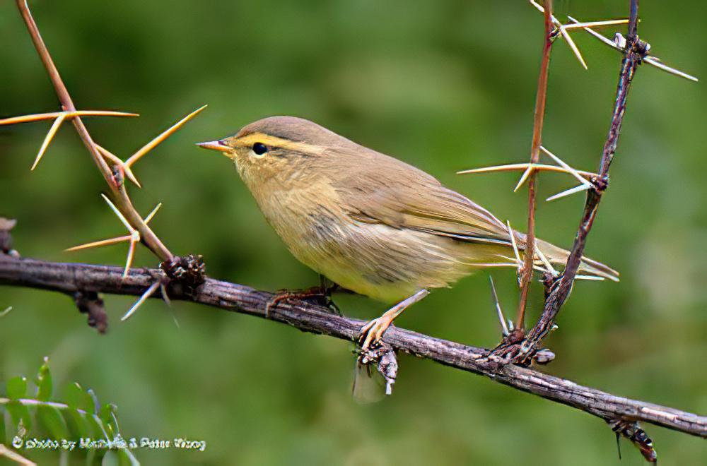 华西柳莺 / Alpine Leaf Warbler / Phylloscopus occisinensis