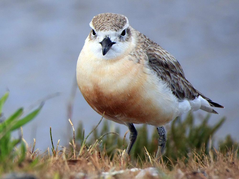 新西兰鸻 / New Zealand Plover / Charadrius obscurus