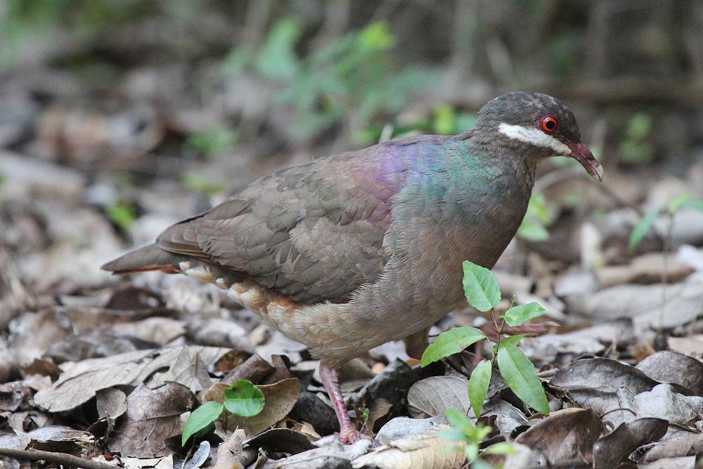 绿颈鹑鸠 / Bridled Quail-Dove / Geotrygon mystacea