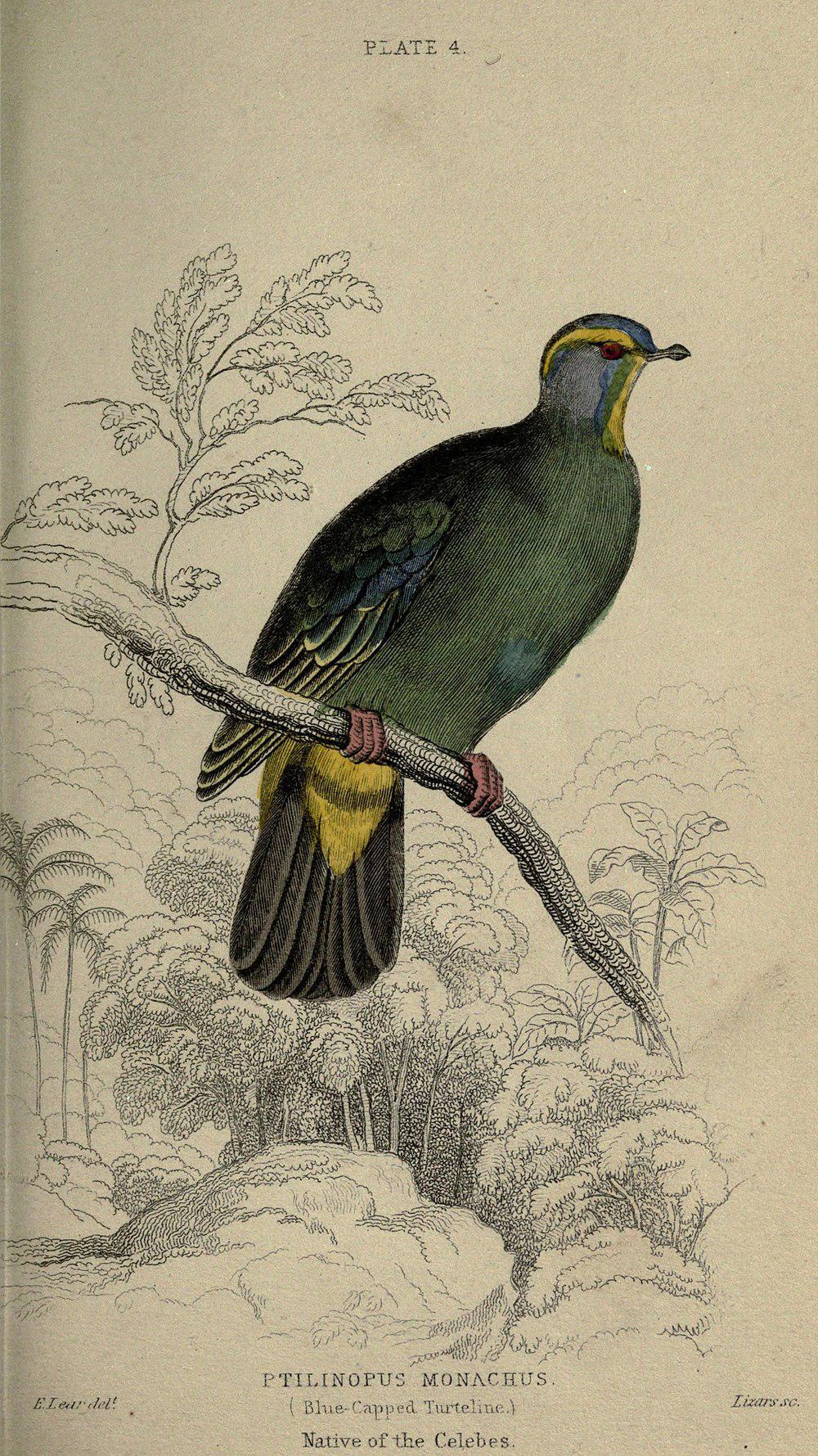 蓝顶果鸠 / Blue-capped Fruit Dove / Ptilinopus monacha