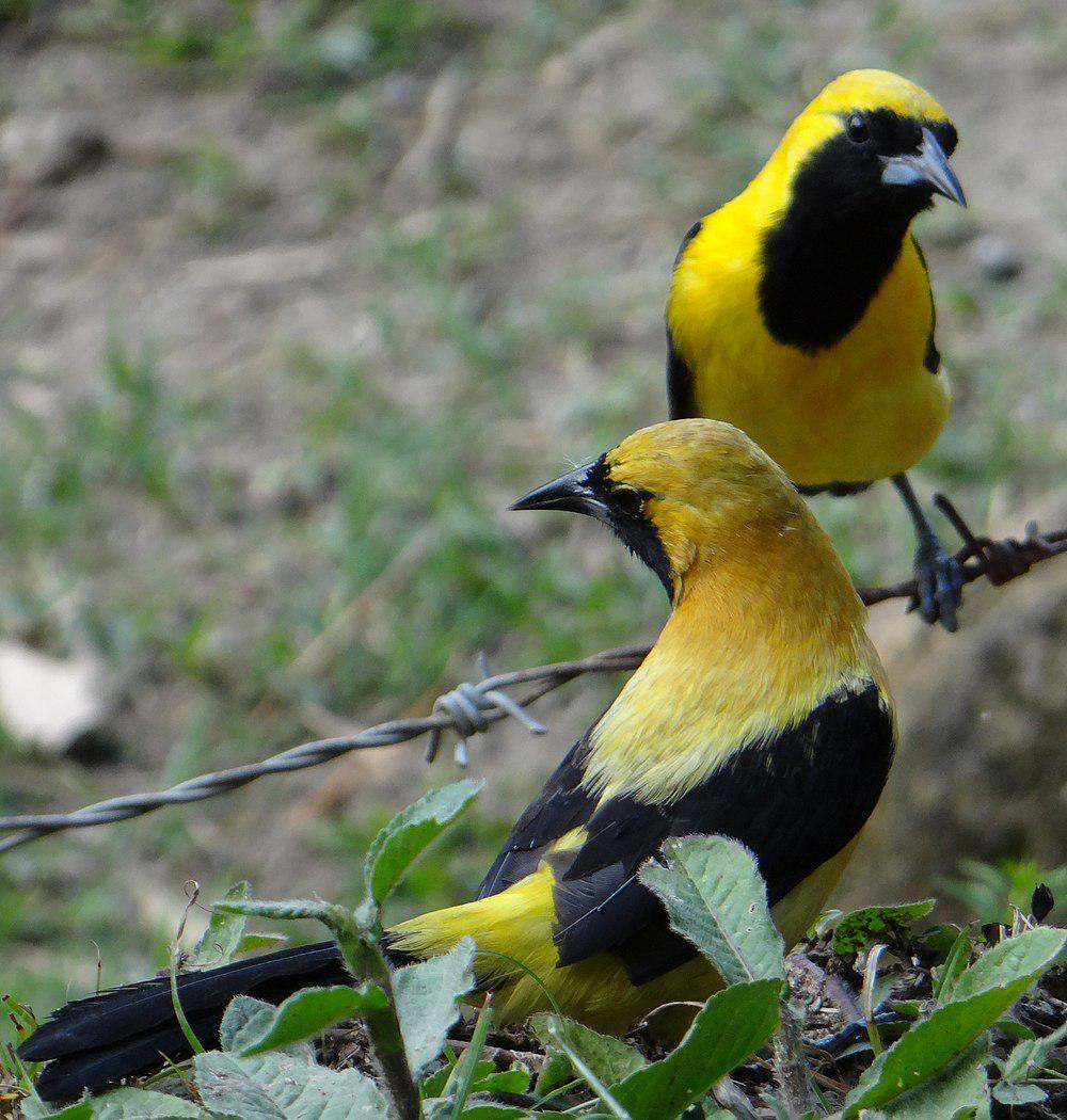 黄背拟鹂 / Yellow-backed Oriole / Icterus chrysater