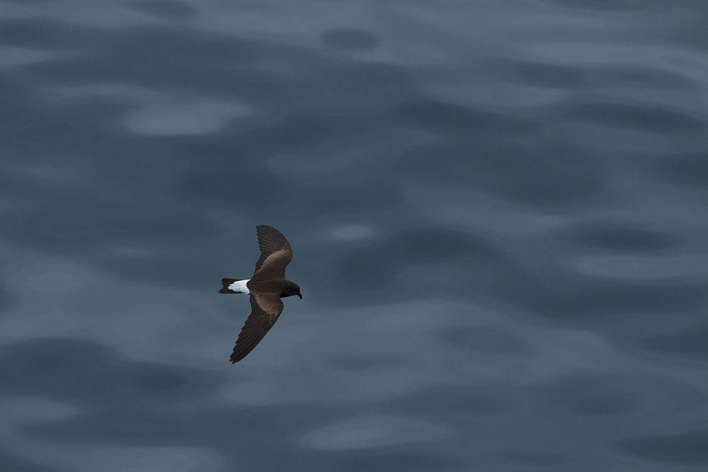 加岛叉尾海燕 / Wedge-rumped Storm Petrel / Oceanodroma tethys