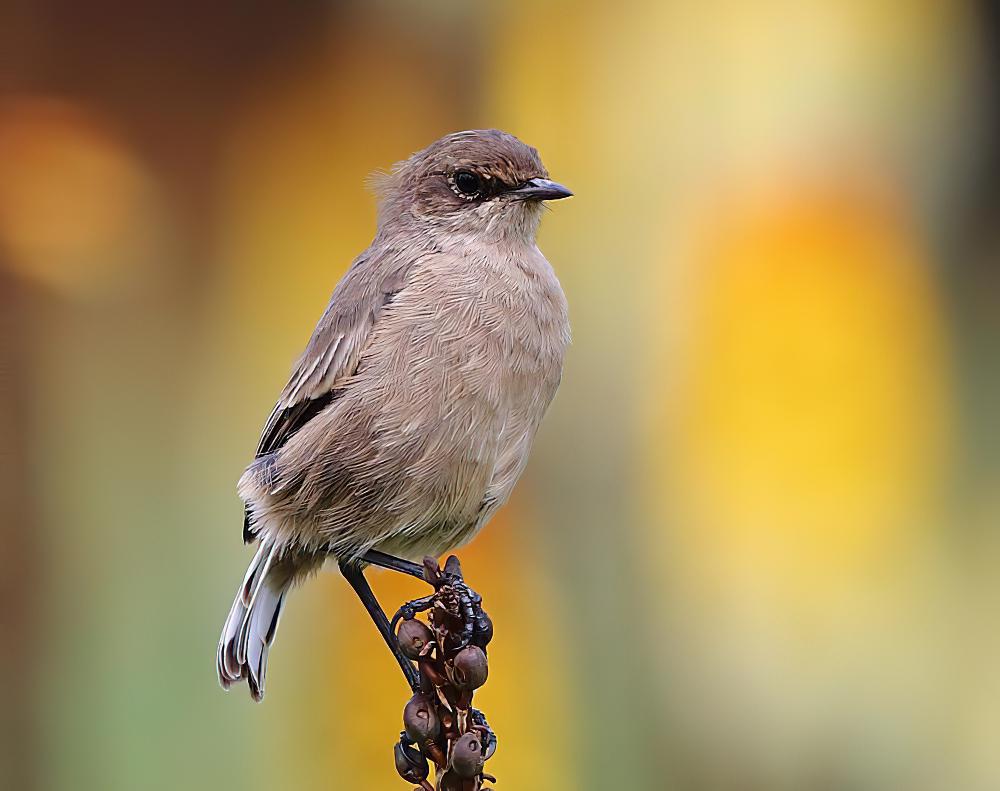 山岩䳭 / Moorland Chat / Pinarochroa sordida