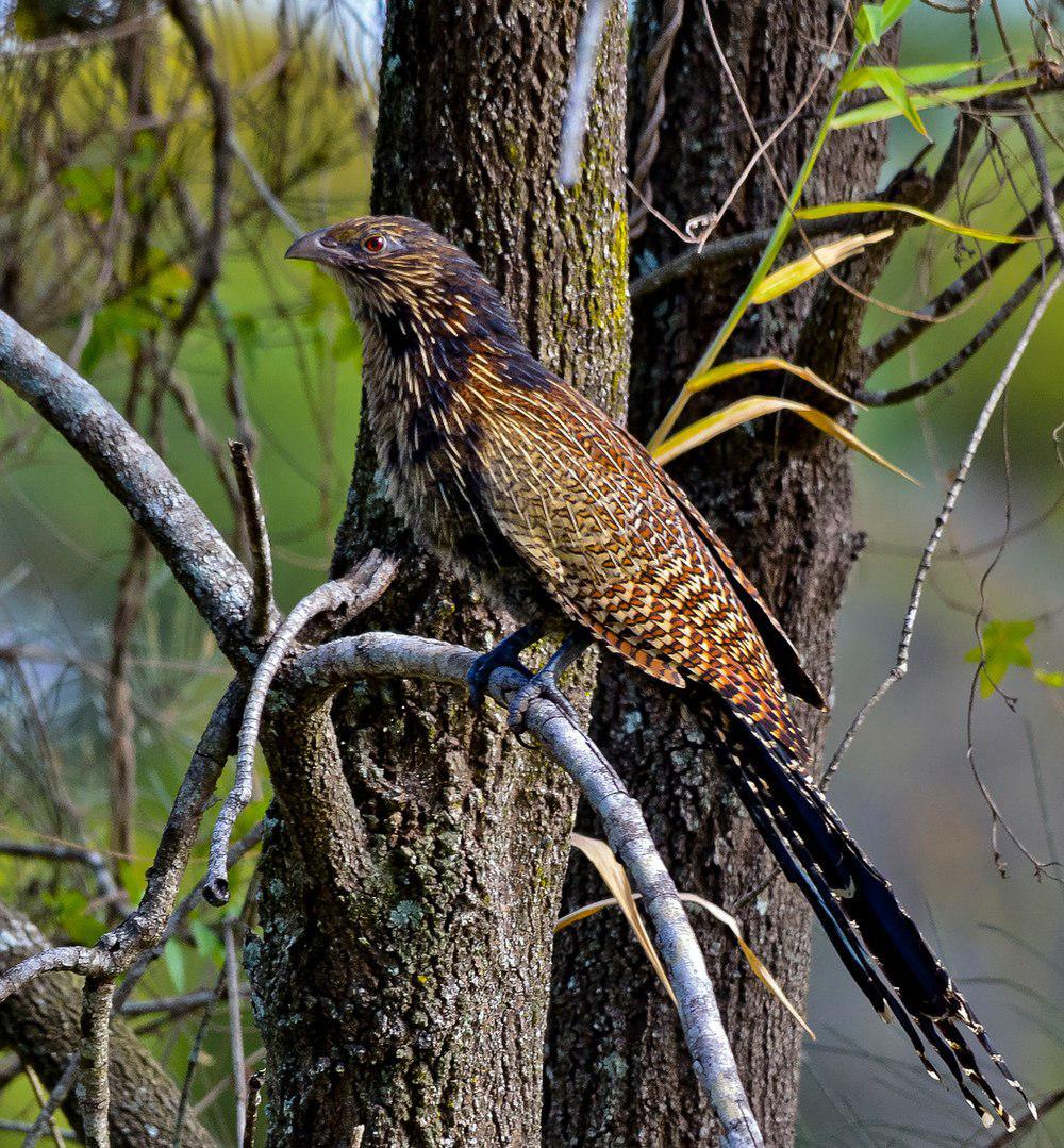 雉鸦鹃 / Pheasant Coucal / Centropus phasianinus