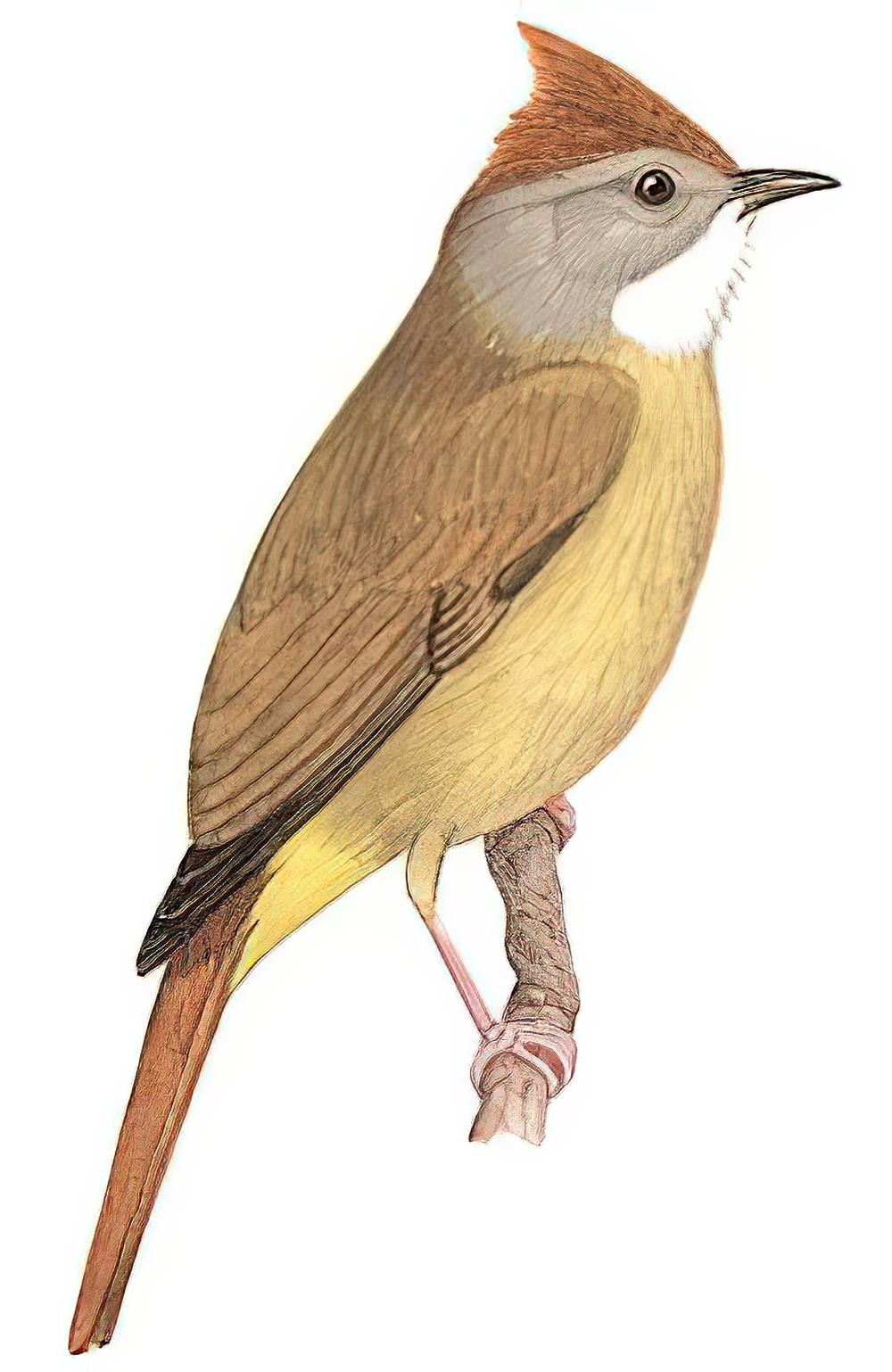 白喉冠鹎 / Puff-throated Bulbul / Alophoixus pallidus