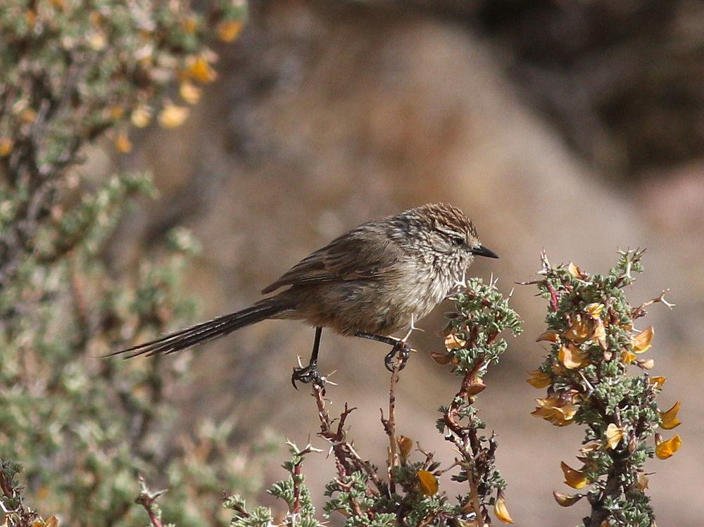 纯背针尾雀 / Plain-mantled Tit-Spinetail / Leptasthenura aegithaloides