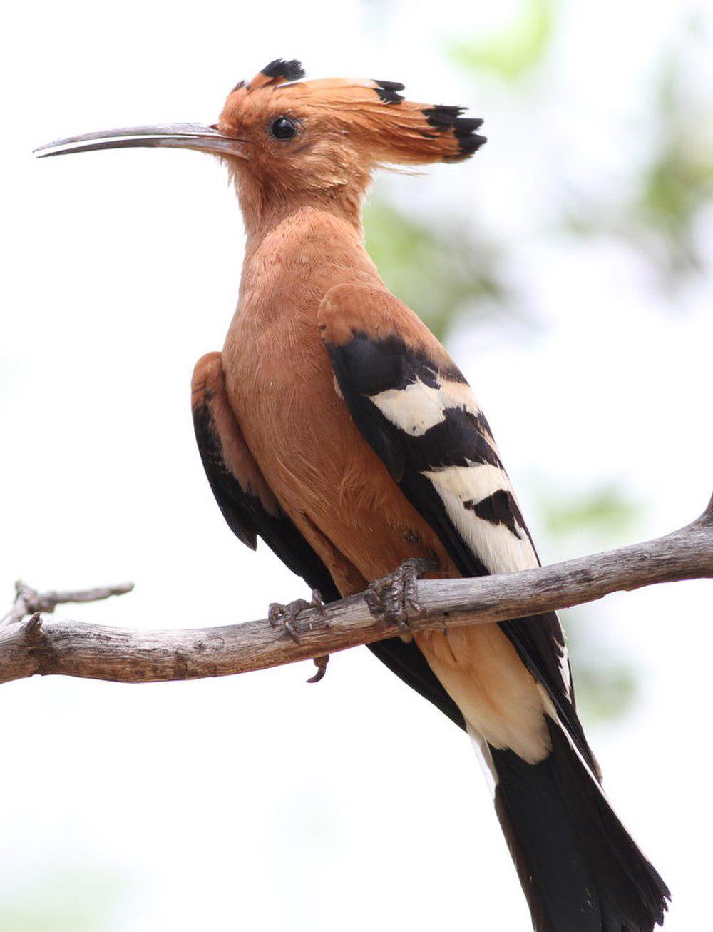 非洲戴胜 / African Hoopoe / Upupa africana