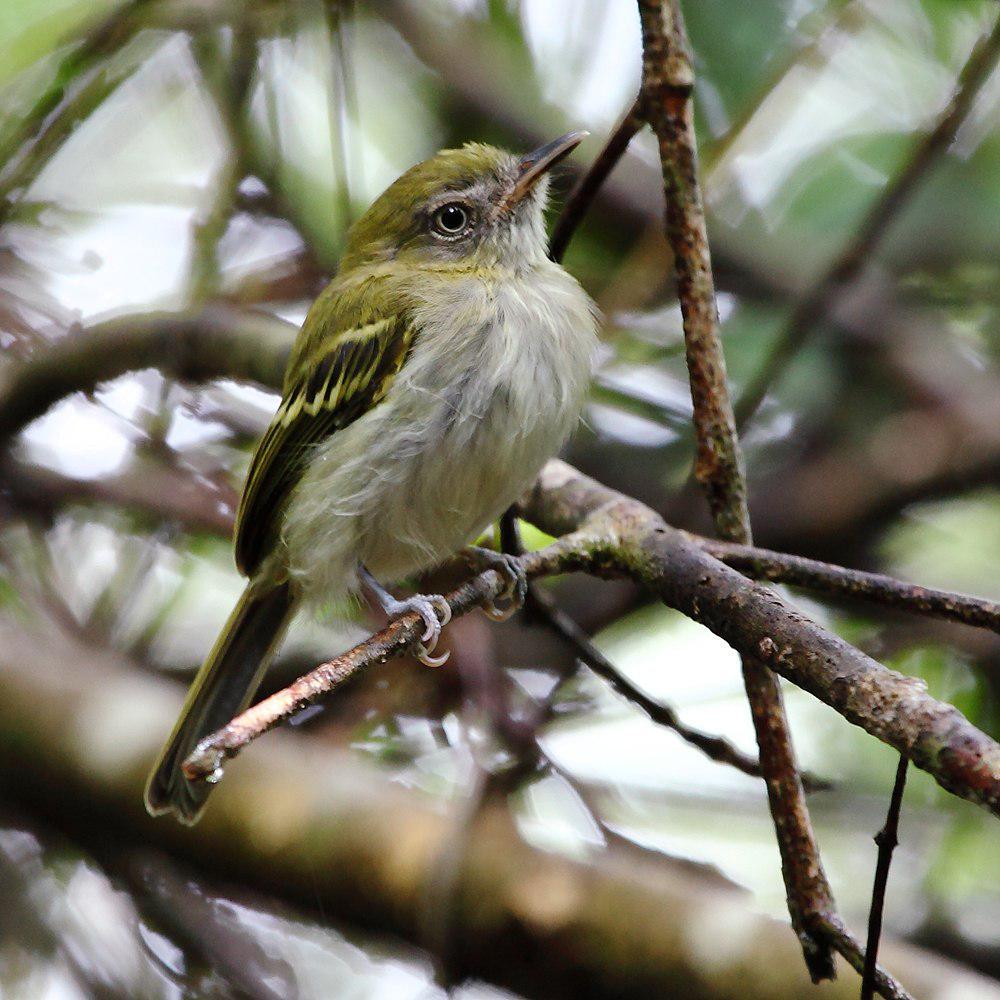 白腹哑霸鹟 / White-bellied Tody-Tyrant / Hemitriccus griseipectus