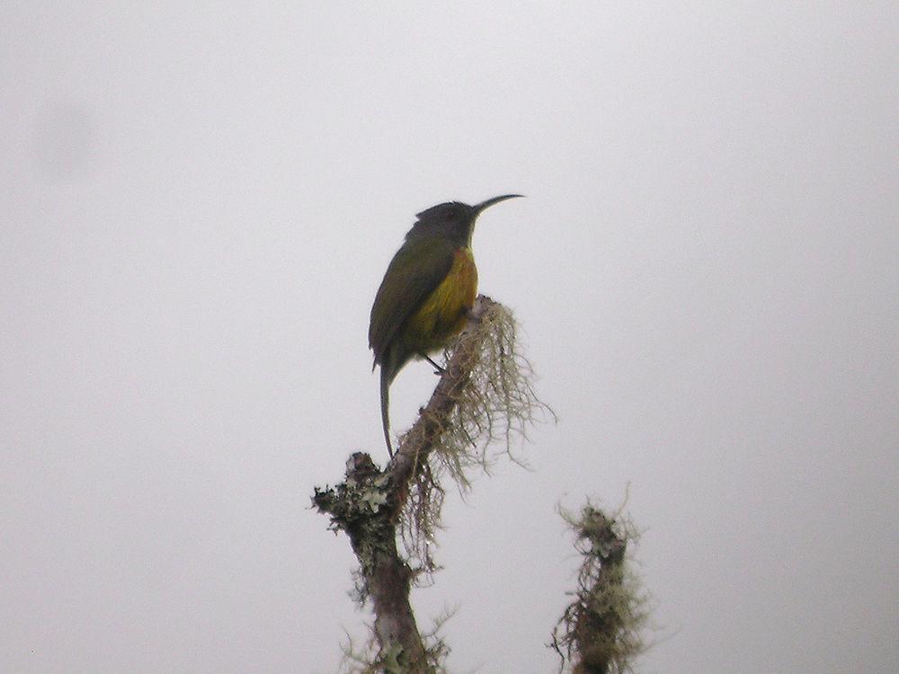 阿波太阳鸟 / Apo Sunbird / Aethopyga boltoni