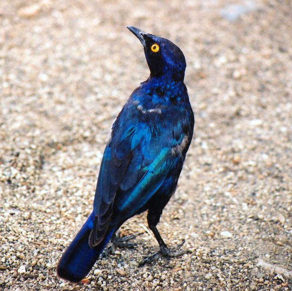 红肩辉椋鸟 / Cape Starling / Lamprotornis nitens