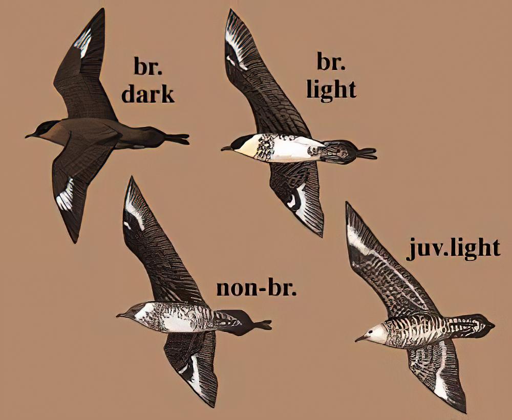 中贼鸥 / Pomarine Jaeger / Stercorarius pomarinus