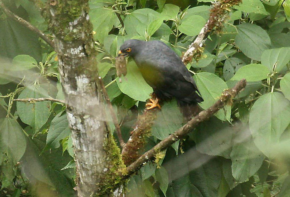 白腰鵟 / White-rumped Hawk / Parabuteo leucorrhous