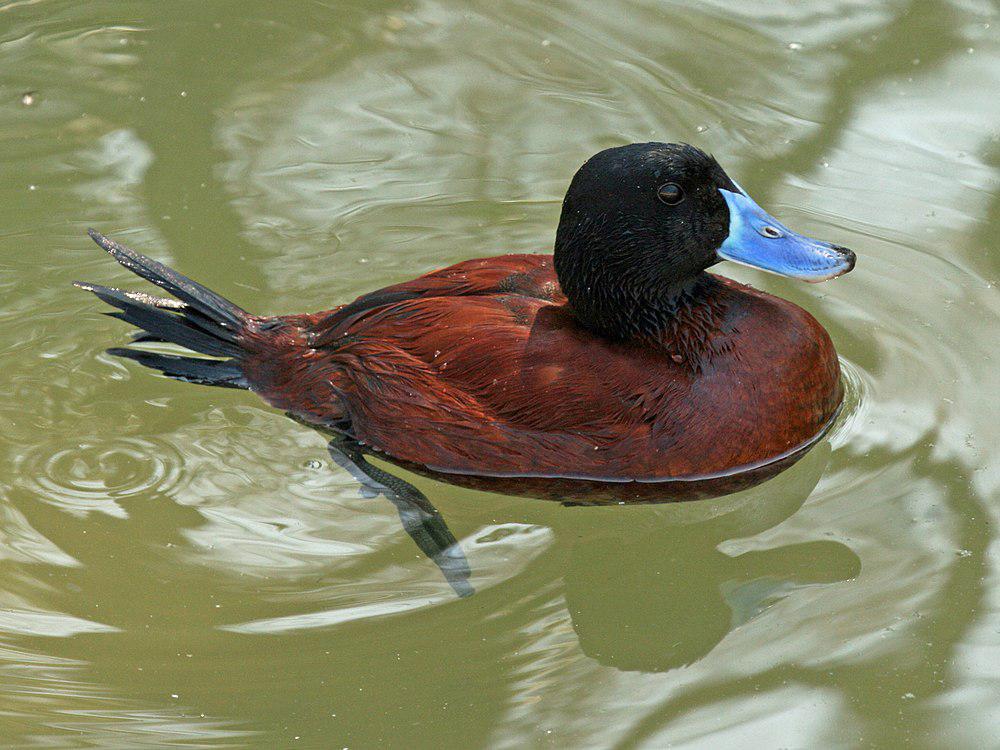 南美硬尾鸭 / Lake Duck / Oxyura vittata