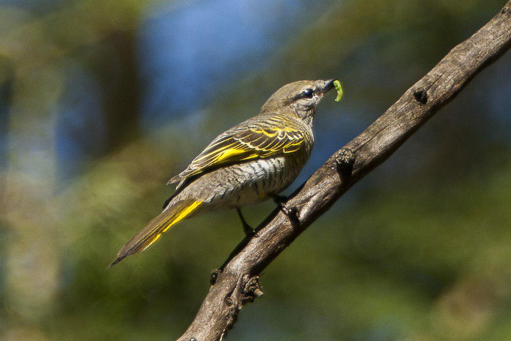 黑鹃鵙 / Black Cuckooshrike / Campephaga flava