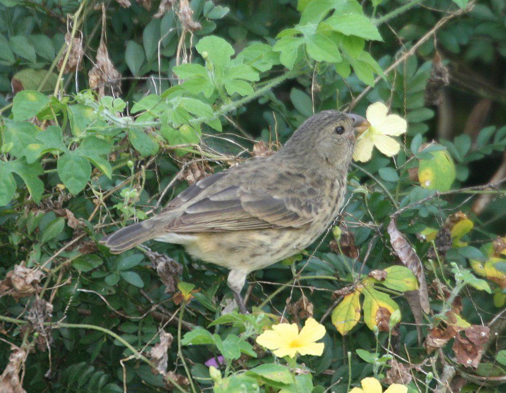 植食树雀 / Vegetarian Finch / Platyspiza crassirostris