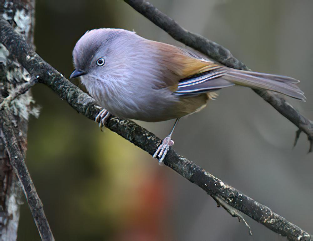 褐头雀鹛 / Manipur Fulvetta / Fulvetta manipurensis