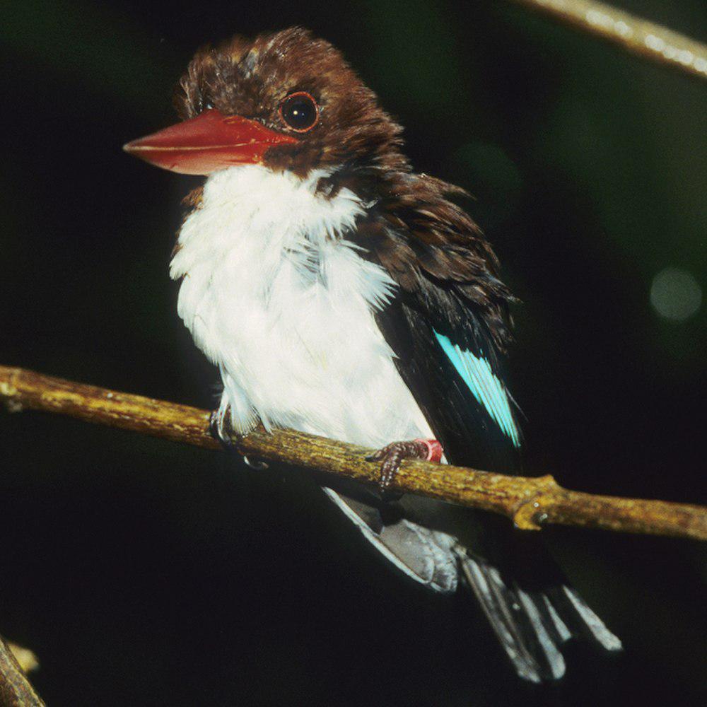 栗背翡翠 / Chocolate-backed Kingfisher / Halcyon badia