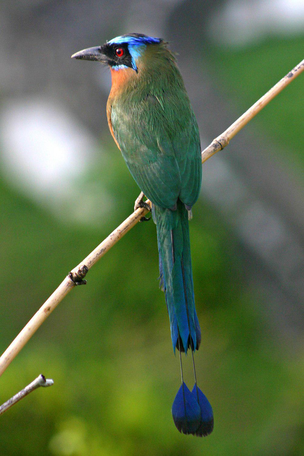 特岛翠鴗 / Trinidad Motmot / Momotus bahamensis