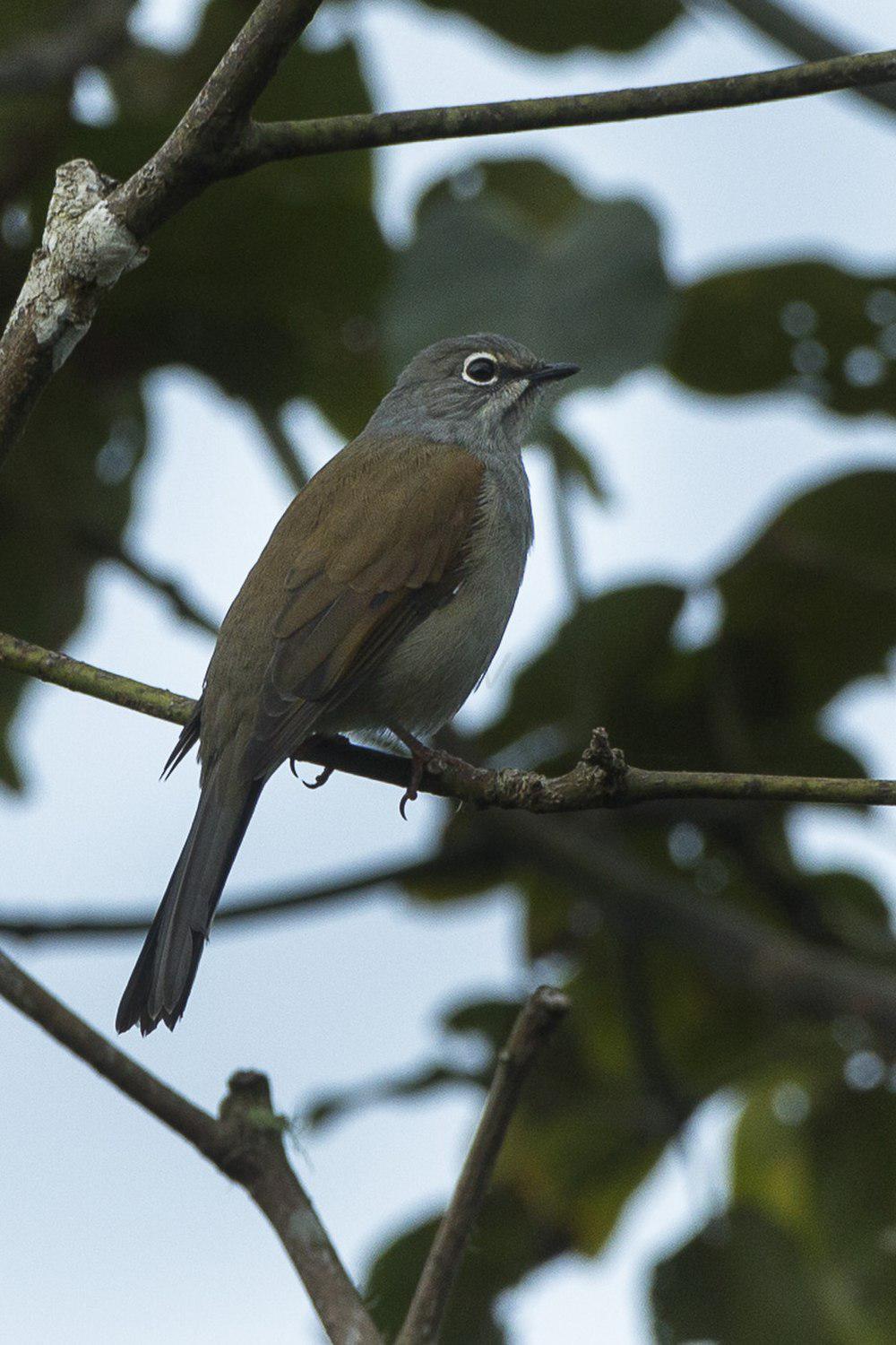 褐背孤鸫 / Brown-backed Solitaire / Myadestes occidentalis