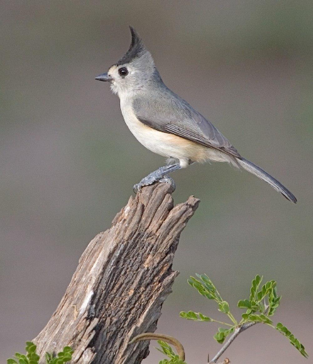 黑冠凤头山雀 / Black-crested Titmouse / Baeolophus atricristatus