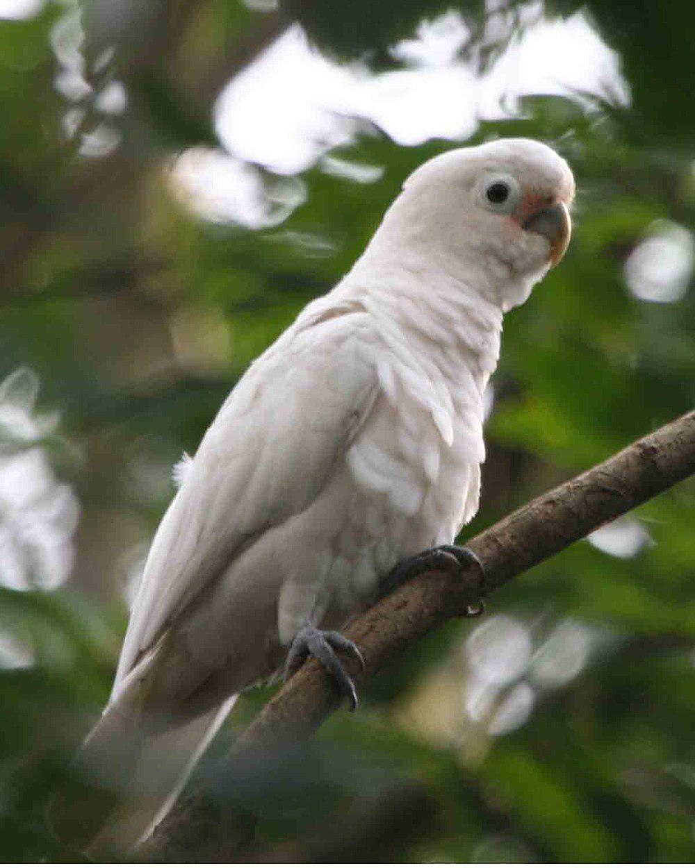 戈氏凤头鹦鹉 / Tanimbar Corella / Cacatua goffiniana